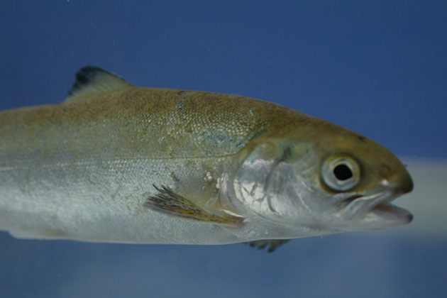 Robust fisk på en miljømessig forsvarlig måte | Nofima