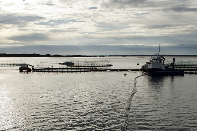 Nofima har FoU-konsesjoner som er samlokalisert med Blom fiskeoppdrett utenfor Bergen. Forskning der viser at valg av fôr har en stor påvirkning på dødelighet hos laks ko-infisert med sykdommene PD og HSMB (foto: Helge Skodvin © Nofima).