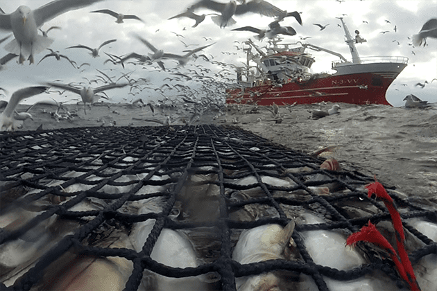 Verdt å vite om dyrevelferd i fiskeri | Nofima