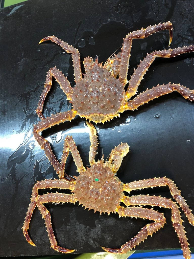 Picture of red king crab after molting.