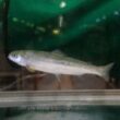 Miniatyrbilde for Bedre lysforhold og fôr til post-smolt