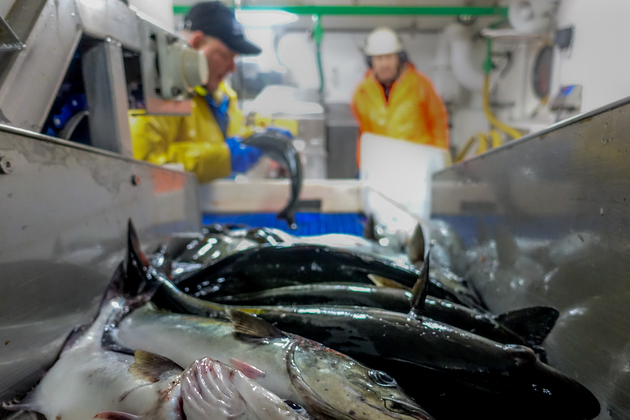 I Nord-Norge er fiskerinæringen en viktig aktør i matproduksjonen.