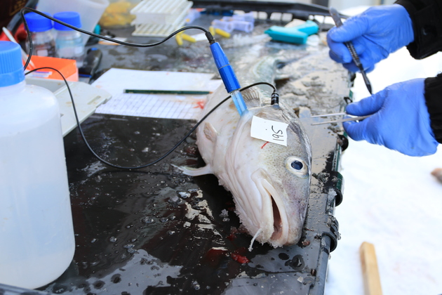 Bildet viser to hender med blå arbeidshansker om holder instrumenter. På arbeidsbenken ligger en torsk som er påført måleinstrumenter.
