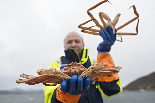 Seniorforsker Sten Siikavuopio holder fram to store snøkrabber