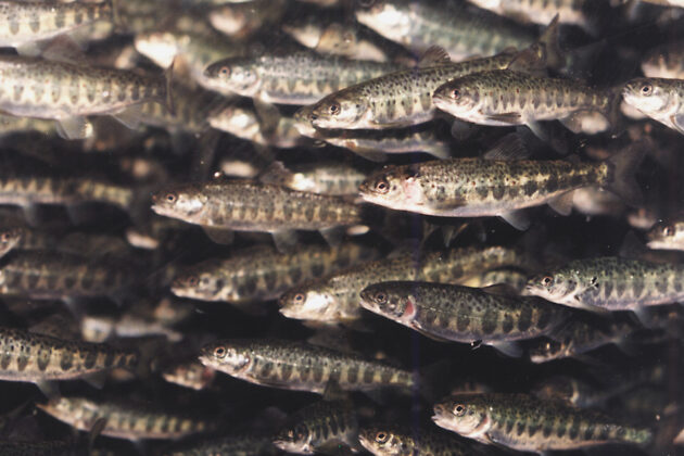 Bildet viser laksesmolt.