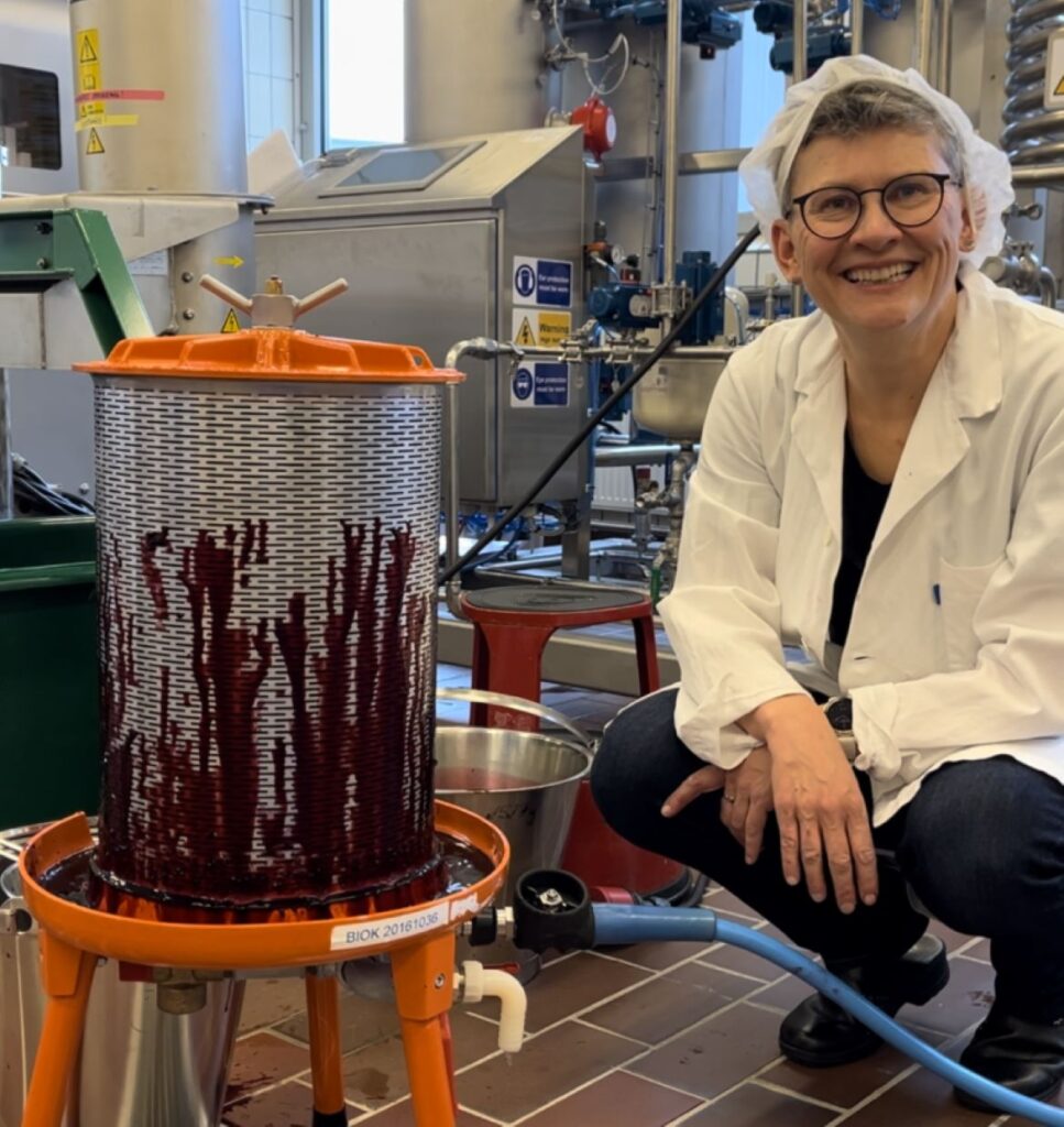 Rapportforfatter og seniorforsker Kjersti Aaby presser solbær. Hun gjør samtidig oppmerksom på at når bærene presses til juice eller saft, blir det meste av fiberen igjen i restene etter pressing. Derfor kan de ikke ha påstander om fiber. Foto: Nofima