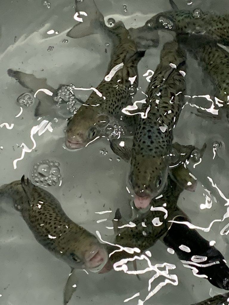 Manetbitene virker irriterende på gjellende, derfor snapper fisken etter luft i overflaten, og det er typisk tegn på stress. Foto: Carlo C. Lazado/Nofima
