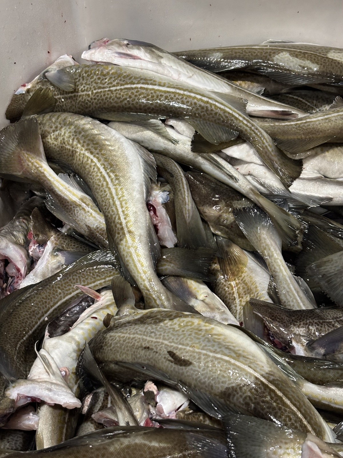 Bildet viser et kar med usortert fisk som skal kvalitetssjekkes.